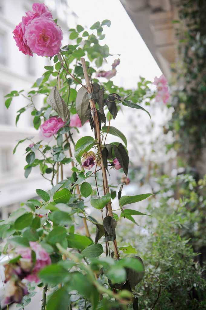 Jardinière Fenêtre Paris. Le Vert à Soi