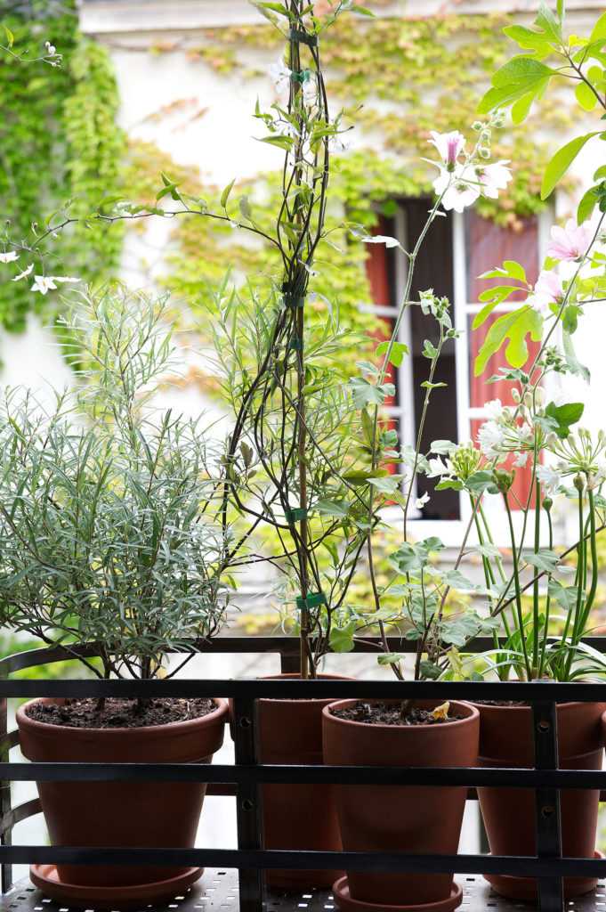 Jardinière Fenêtre Paris. Le Vert à Soi