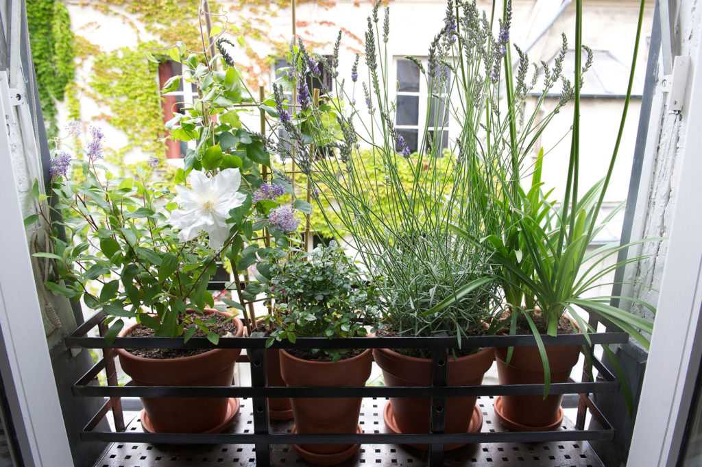 Jardinière Fenêtre Paris. Le Vert à Soi