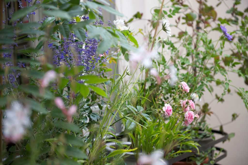 Jardinière Fenêtre Paris. Le Vert à Soi