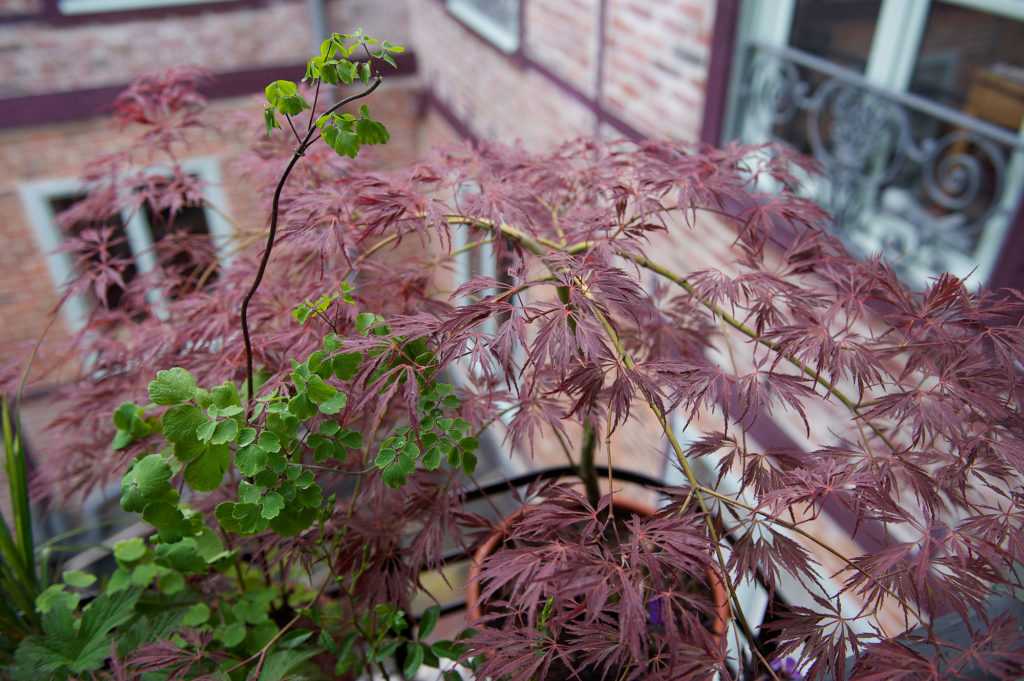 Jardinière Fenêtre Paris. Le Vert à Soi