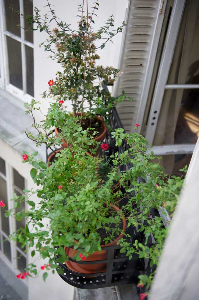 Jardinière Fenêtre Paris. Le Vert à Soi