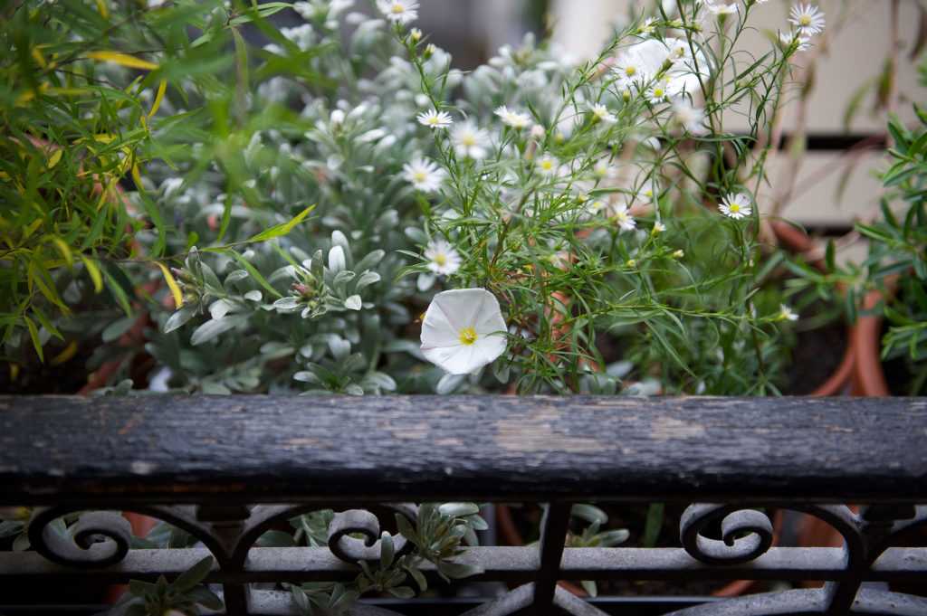 Jardinière Fenêtre Paris. Le Vert à Soi