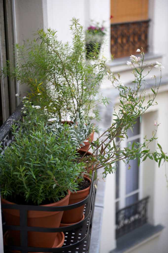 Jardinière Fenêtre Paris. Le Vert à Soi