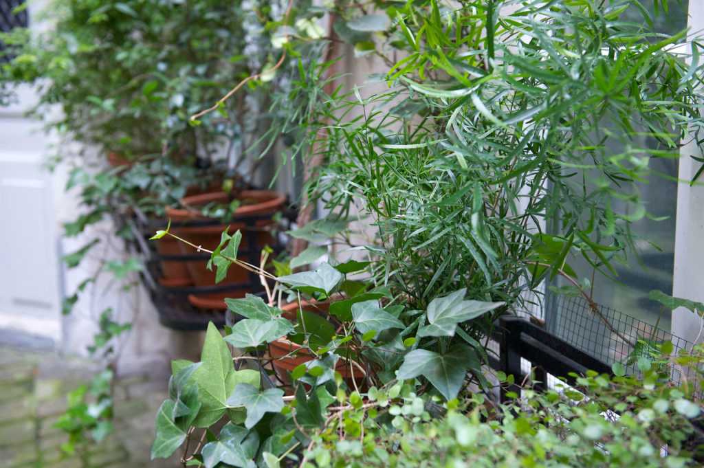 Jardinière Fenêtre Paris. Le Vert à Soi