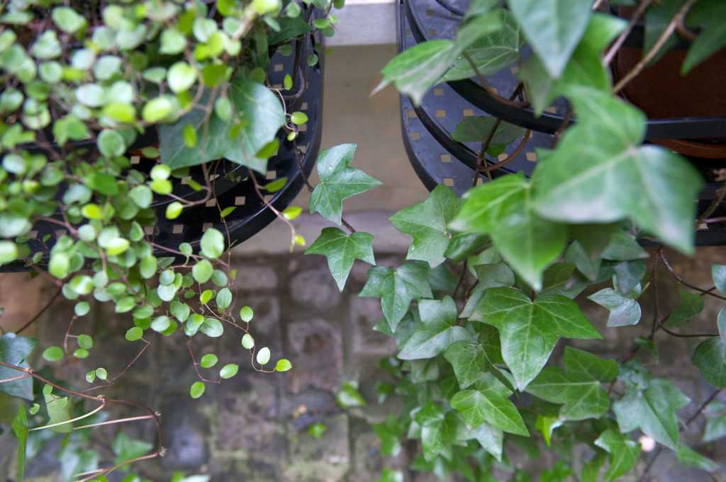 Jardinière Fenêtre Paris. Le Vert à Soi