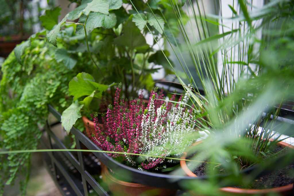 Jardinière Fenêtre Paris. Le Vert à Soi