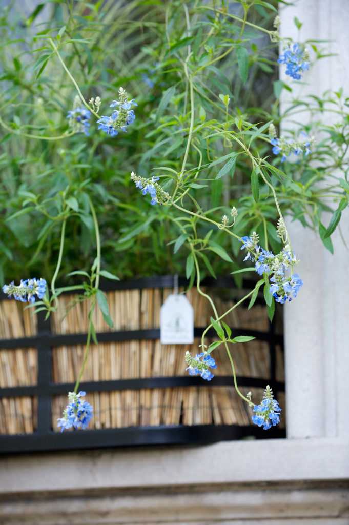 Jardinière Fenêtre Villa Visconti Orticolario. Le Vert à Soi