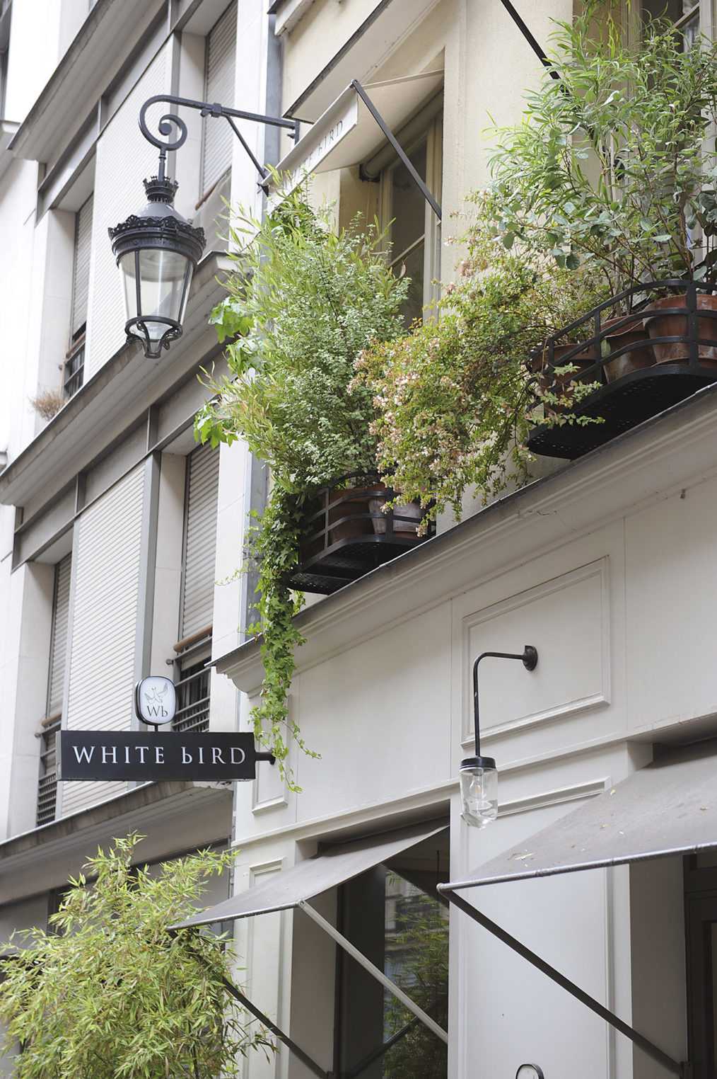 02_whitebird